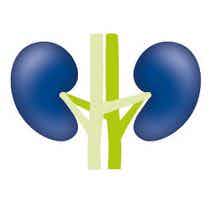 Logo - Zentrum für Nieren- und Hochdruckkrankheiten Bruchsal - Bretten