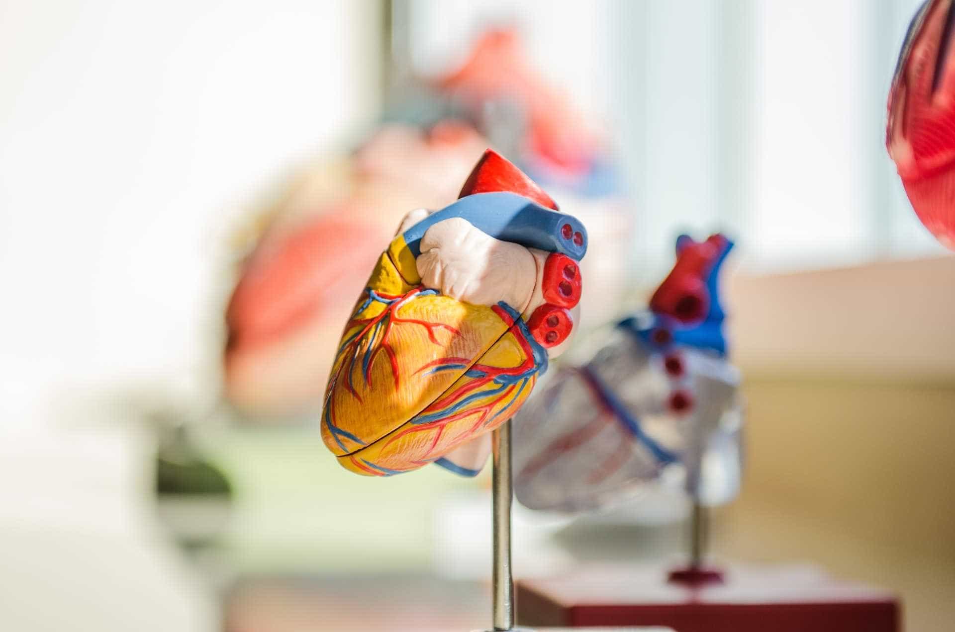 Modellherz zur Anatomie für die Weiterbildung