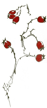 Logo - Hausarztpraxis C. Mory in Neckargemünd