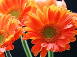 Logo - Praxis Dr. Karin Roeser